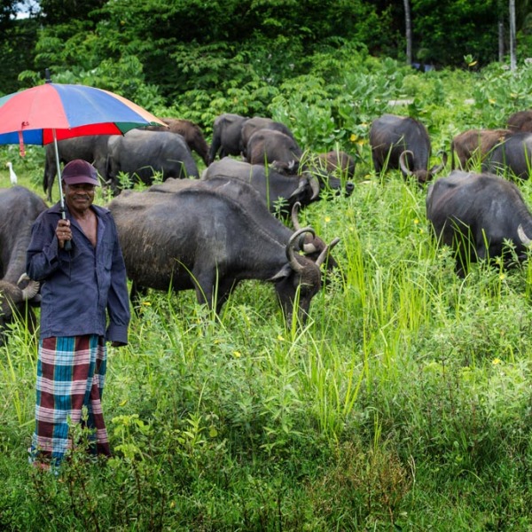 Motorradreisen Sri Lanka Dambulla Kandy Tempel